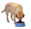 Μηχανή εξωθητών τροφίμων της Pet πιστοποίησης CE για να κάνει τα τρόφιμα κατοικίδιων ζώων γατών σκυλιών με χαμηλού θορύβου